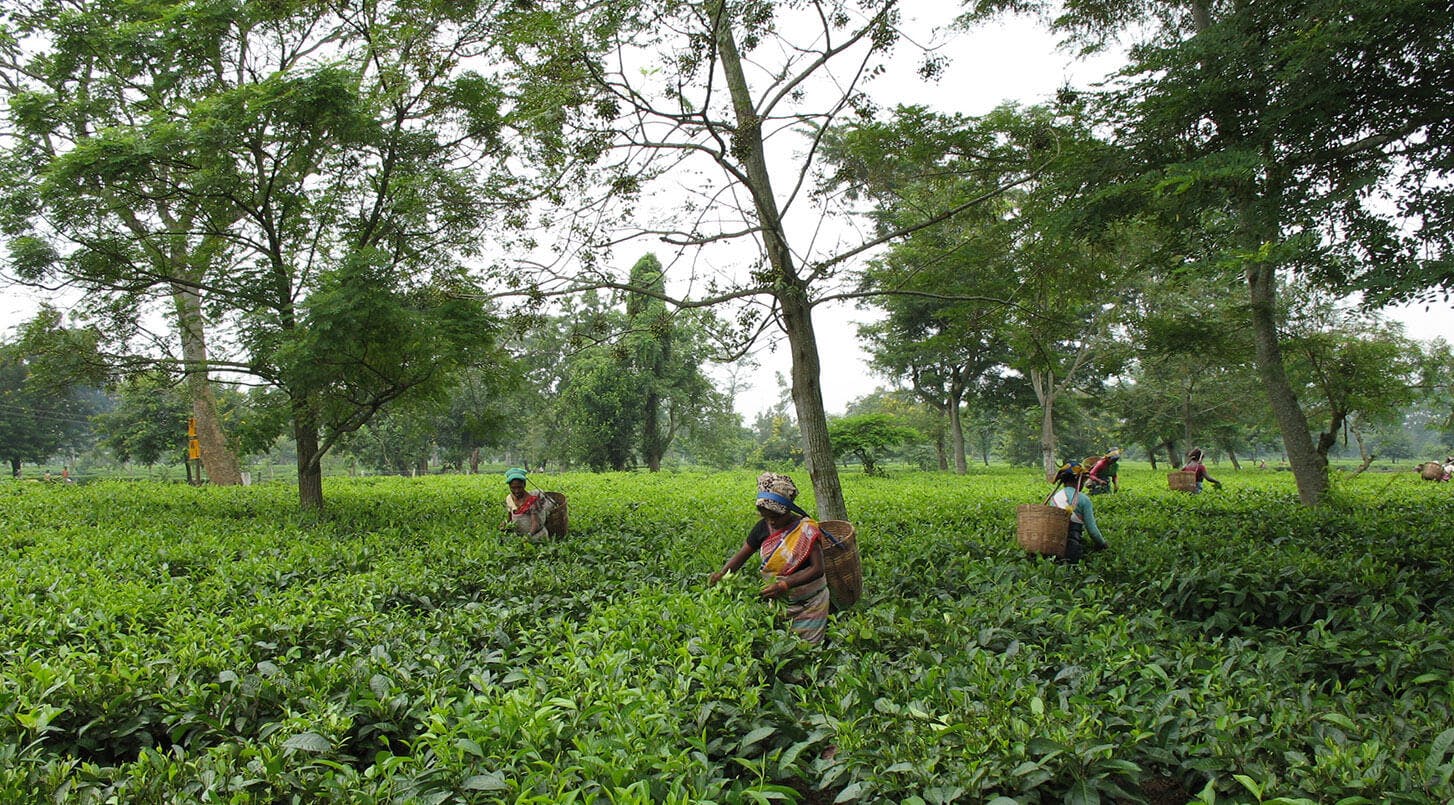 Organic Coconut Assam image